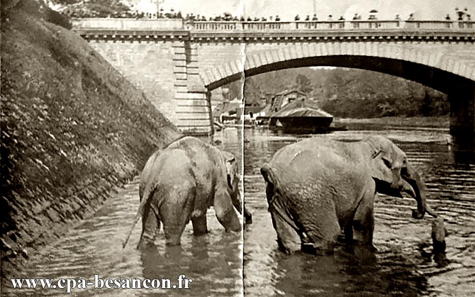BESANÇON - Éléphants au pont de la République